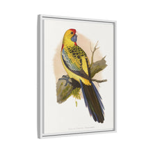 Lydon's Yellow-Rumped Parrakeet | Vintage Bird Wall Art Print