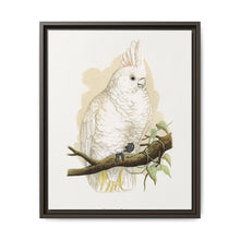 Goffin's Cockatoo (Cacatua goffiniana) colored wood-engraved plate by Alexander Francis Lydon. - NOMADEN ART GALLERY