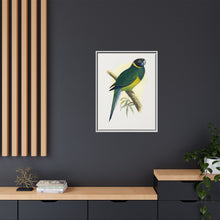 Bauer's Parrakeet (Barnardius zonarius) colored wood-engraved plate by Alexander Francis Lydon.