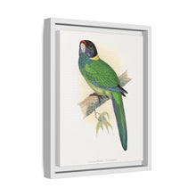 Lydon's Yellow-Naped Parrakeet | Vintage Bird Wall Art Print