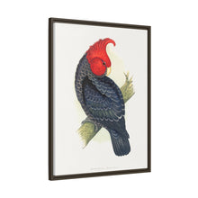 Gang-Gang Cockatoo (Callocephalon fimbriatum) colored wood-engraved plate by Alexander Francis Lydon
