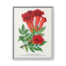 Trumpet flower lithograph. Digitally enhanced from our own original 1900 edition plates of Botanical Specimen published by Rochester Lithographing - NOMADEN ART GALLERY