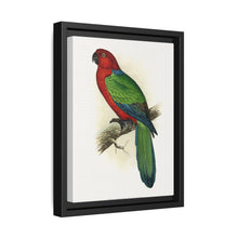 Red Shining Parrakeet (Prosopeia tabuensis) colored wood-engraved plate by Alexander Francis Lydon - NOMADEN ART GALLERY