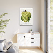 Green Mountain grape lithograph. Digitally enhanced from our own original 1900 edition plates of Botanical Specimen published by Rochester Lithographing