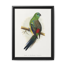 Blood or Red-Rumped Parrakeet (Psephotus haematonotus) colored wood-engraved plate by Alexander Francis Lydon - NOMADEN ART GALLERY