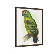 Placa grabada en madera de color loro de Jardine (Poicephalus gulielmi gulielmi) de Alexander Francis Lydon. 