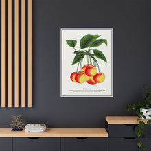 Gov Wood cherry lithograph. Digitally enhanced from our own original 1900 edition plates of Botanical Specimen published by Rochester Lithographing