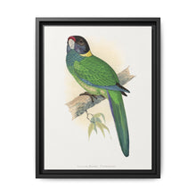 Yellow-Naped Parrakeet (Platycercus Baueri) colored wood-engraved plate by Alexander Francis Lydon. - NOMADEN ART GALLERY