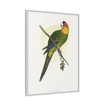 Carolina Parrot (Conuropsis carolinensis) colored wood-engraved plate by Alexander Francis Lydon.