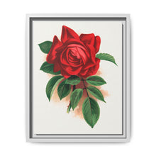 Red rose, Alfred Colomb lithograph. Digitally enhanced from our own original 1900 edition plates of Botanical Specimen published by Rochester Lithographing - NOMADEN ART GALLERY