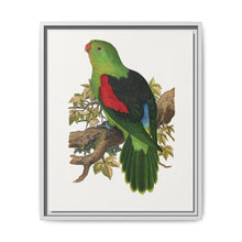 Red-winged parakeet (Aprosmictus erythropterus) colored wood-engraved plate by Alexander Francis Lydon - NOMADEN ART GALLERY