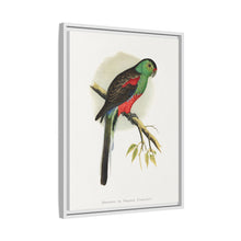 Beautiful or Paradise Parrakeet (Psephotus pulcherrimus) colored wood-engraved plate by Alexander Francis Lydon