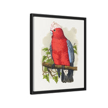 Rose-Breasted Cockatoo (Eolophus roseicapillus) colored wood-engraved plate by Alexander Francis Lydon.