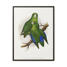 Passerine or Blue-winged Parrakeet (Psittacula columboides) colored wood-engraved plate by Alexander Francis Lydon - NOMADEN ART GALLERY