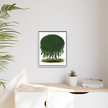 Kilmarnock Weeping Willow tree lithograph. Digitally enhanced from our own original 1900 edition plates of Botanical Specimen published by Rochester Lithographing