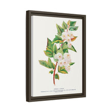 Spirea Aurea flowers lithograph. Digitally enhanced from our own original 1900 edition plates of Botanical Specimen published by Rochester Lithographing