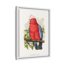 Rose-Breasted Cockatoo (Eolophus roseicapillus) colored wood-engraved plate by Alexander Francis Lydon.