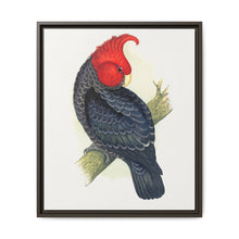 Gang-Gang Cockatoo (Callocephalon fimbriatum) colored wood-engraved plate by Alexander Francis Lydon - NOMADEN ART GALLERY