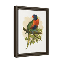 Blue Mountain Lory (Trichoglossus moluccanus) colored wood-engraved plate by Alexander Francis Lydon.
