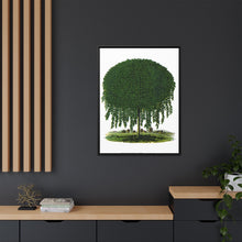 Kilmarnock Weeping Willow tree lithograph. Digitally enhanced from our own original 1900 edition plates of Botanical Specimen published by Rochester Lithographing
