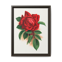 Red rose, Alfred Colomb lithograph. Digitally enhanced from our own original 1900 edition plates of Botanical Specimen published by Rochester Lithographing - NOMADEN ART GALLERY
