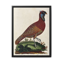 A horned Indian pheasant standing on the grass by J. Pass after J. E. Ihle. - NOMADEN ART GALLERY
