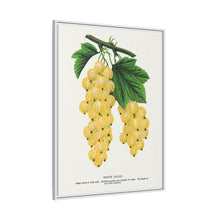 White Grape Lithograph | Vintage Botanical Wall Art Print