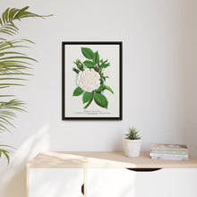 Rose, Perpetual White Moss lithograph. Digitally enhanced from our own original 1900 edition plates of Botanical Specimen published by Rochester Lithographing