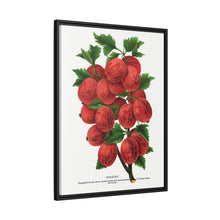 Industry Gooseberry lithograph. Digitally enhanced from our own original 1900 edition plates of Botanical Specimen published by Rochester Lithographing