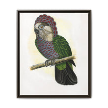 Hawk-Headed Parrot (Deroptyus accipitrinus) colored wood-engraved plate by Alexander Francis Lydon. - NOMADEN ART GALLERY