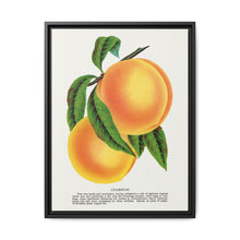 Champion plum lithograph from Botanical Specimen published by Rochester Lithographing - NOMADEN ART GALLERY
