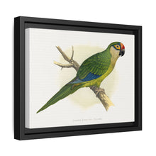 Golden-Crowned Conure (Aratinga auricapillus) colored wood-engraved plate by Alexander Francis Lydon