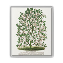 Hardy Magnolia tree lithograph. Digitally enhanced from our own original 1900 edition plates of Botanical Specimen published by Rochester Lithographing - NOMADEN ART GALLERY
