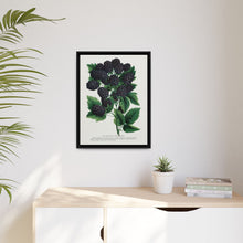 Wachusett Blackberry Lithograph | Vintage Botanical Wall Art