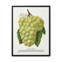 Green Mountain grape lithograph. Digitally enhanced from our own original 1900 edition plates of Botanical Specimen published by Rochester Lithographing - NOMADEN ART GALLERY