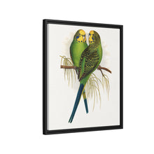Budgerigar (Melopsittacus undulatus) colored wood-engraved plate by Alexander Francis Lydon