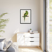 Canary-Winged Conure ( Brotogeris versicolurus) colored wood-engraved plate by Alexander Francis Lydon
