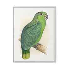 Mealy Amazon (Amazona farinosa) colored wood-engraved plate by Alexander Francis Lydon - NOMADEN ART GALLERY