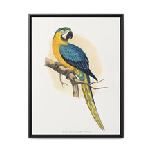 Blue and Yellow Macaw (Ara ararauna) colored wood-engraved plate by Alexander Francis Lydon - NOMADEN ART GALLERY