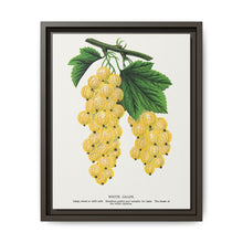 White grape lithograph. Digitally enhanced from our own original 1900 edition plates of Botanical Specimen published by Rochester Lithographing - NOMADEN ART GALLERY
