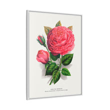 Pink rose, Anna De Diesbach lithograph. Digitally enhanced from our own original 1900 edition plates of Botanical Specimen published by Rochester Lithographing