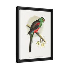 Beautiful or Paradise Parrakeet (Psephotus pulcherrimus) colored wood-engraved plate by Alexander Francis Lydon