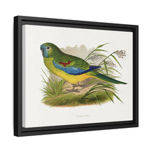 Turquoisine (Neophema pulchella) colored wood-engraved plate by Alexander Francis Lydon