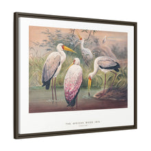 The African Wood Ibis from Zoological sketches (1861-1867) by Joseph Wolf and Philip Lutley Sclater