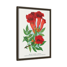 Trumpet flower lithograph. Digitally enhanced from our own original 1900 edition plates of Botanical Specimen published by Rochester Lithographing