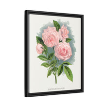 Pink rose, Clothilde Soupert lithograph. Digitally enhanced from our own original 1900 edition plates of Botanical Specimen published by Rochester Lithographing