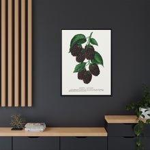 Lucretia Dewberry lithograph. Digitally enhanced from our own original 1900 edition plates of Botanical Specimen published by Rochester Lithographing