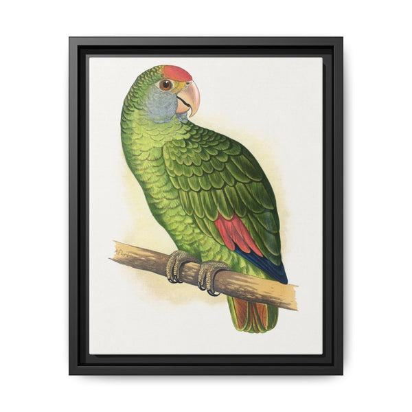 Dufresne's Amazon (Amazona dufresniana) colored wood-engraved plate by Alexander Francis Lydon - NOMADEN ART GALLERY