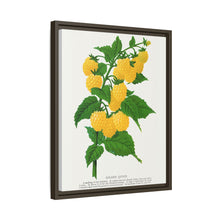 Golden queen raspberry lithograph. Digitally enhanced from our own original 1900 edition plates of Botanical Specimen published by Rochester Lithographing