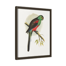 Beautiful or Paradise Parrakeet (Psephotus pulcherrimus) colored wood-engraved plate by Alexander Francis Lydon